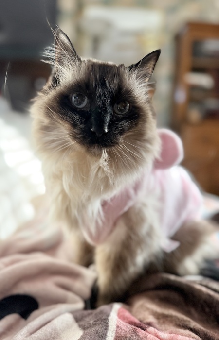 Entry image for Estrella. Clicking this image will show a larger photo