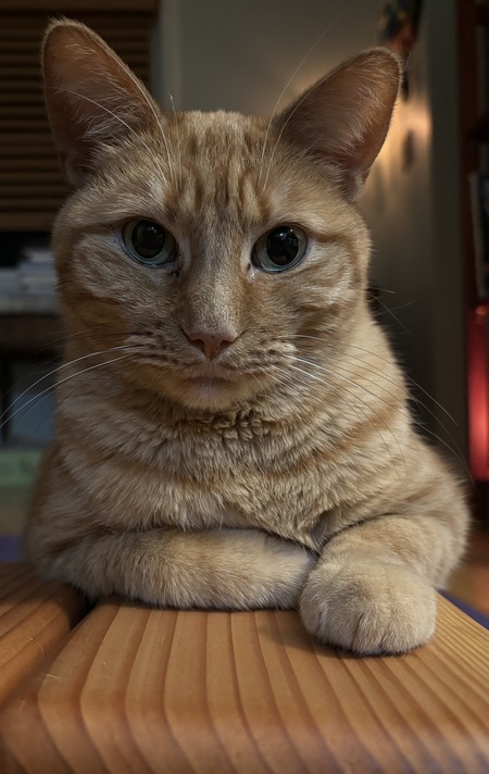 Entry image for Lulu. Clicking this image will show a larger photo