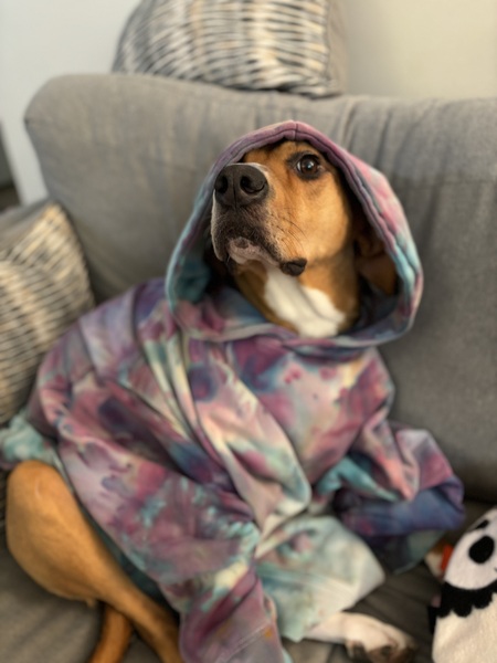 Entry image for Pop-Tart. Clicking this image will show a larger photo