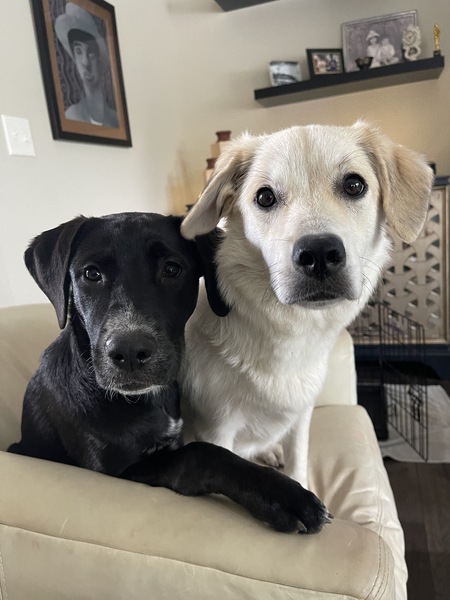 Entry image for Jade Pearl . Clicking this image will show a larger photo