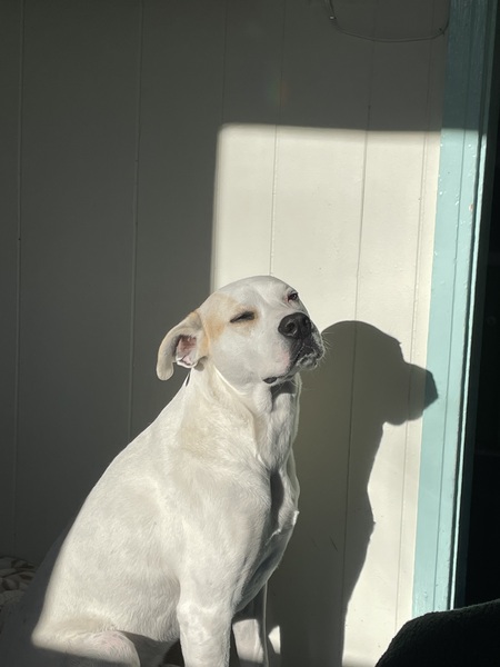 Entry image for Sarge. Clicking this image will show a larger photo