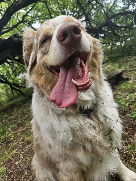 Entry image for Finneas Rumham Laurick. Clicking this image will show a larger photo