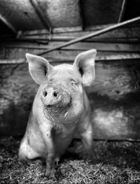 Entry image for Thad. Clicking this image will show a larger photo