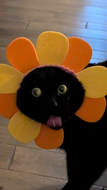 Entry image for Jasper. Clicking this image will show a larger photo