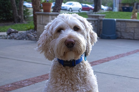 Entry image for Gradey Duck. Clicking this image will show a larger photo