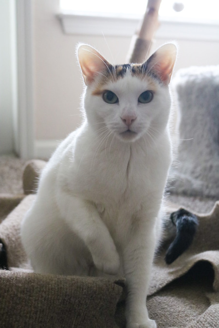 Entry image for Minnie. Clicking this image will show a larger photo