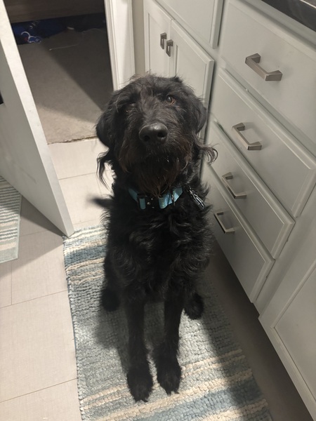 Entry image for Jet. Clicking this image will show a larger photo