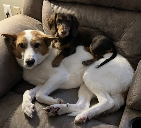 Entry image for Murphy & Gunner. Clicking this image will show a larger photo