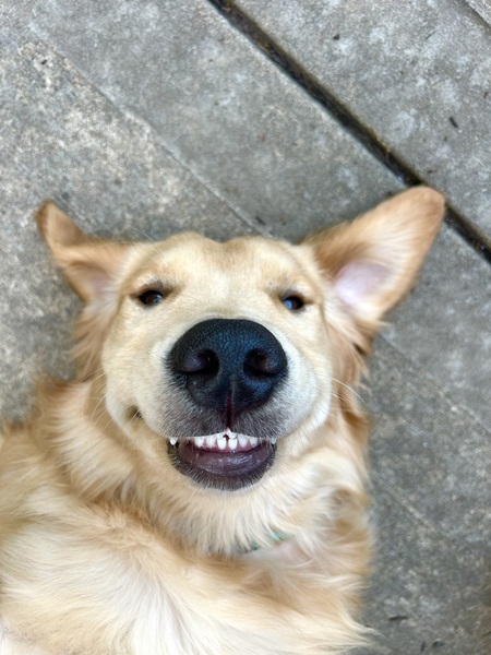 Entry image for Gator. Clicking this image will show a larger photo