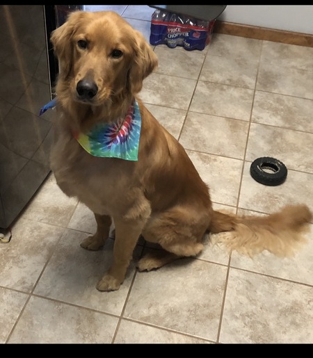 Entry image for Enzo. Clicking this image will show a larger photo