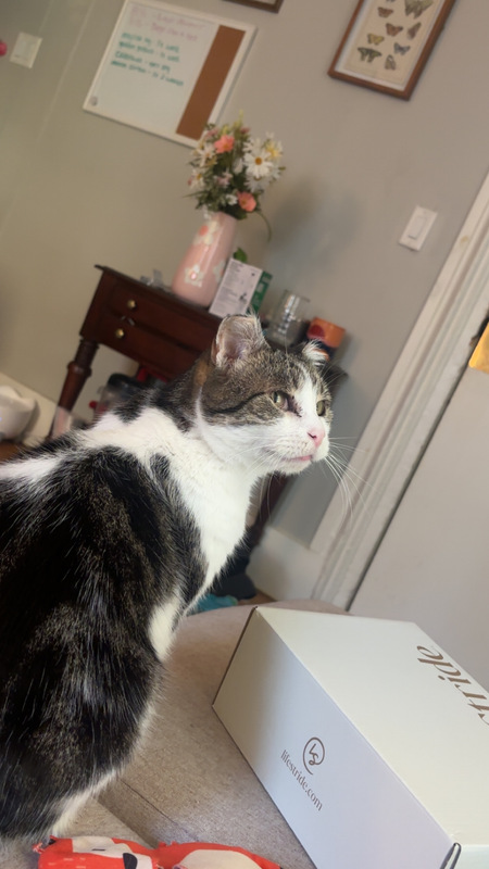 Entry image for Casey. Clicking this image will show a larger photo