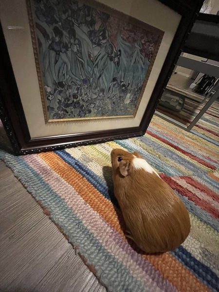 Entry image for Doof. Clicking this image will show a larger photo