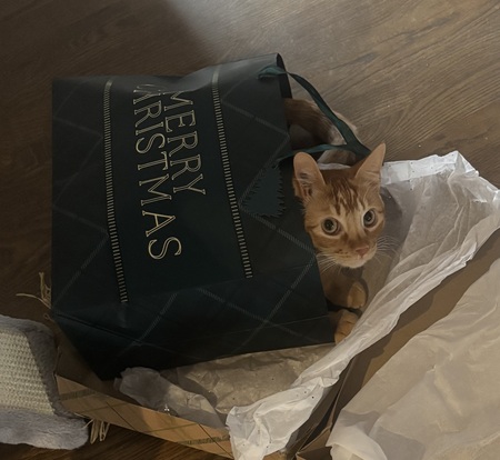 Entry image for Bennett. Clicking this image will show a larger photo