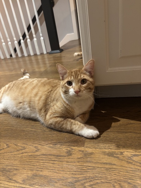 Entry image for Baxter. Clicking this image will show a larger photo