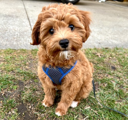 Entry image for Bogan. Clicking this image will show a larger photo