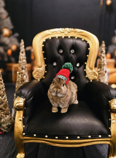 Entry image for Thumper . Clicking this image will show a larger photo