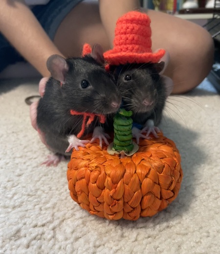 Entry image for Duff. Clicking this image will show a larger photo