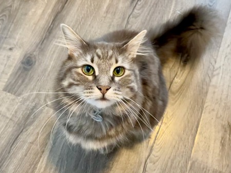 Entry image for Dorian. Clicking this image will show a larger photo