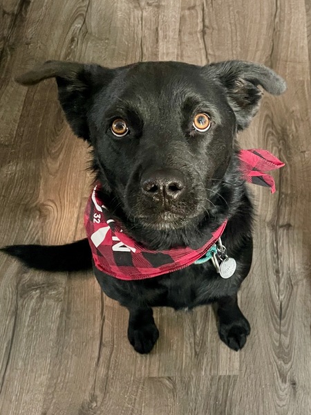 Entry image for Selkie. Clicking this image will show a larger photo