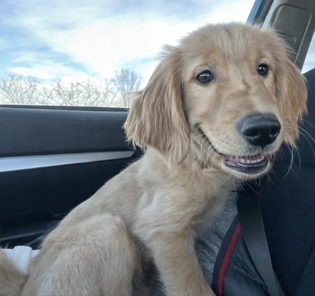 Entry image for Chance. Clicking this image will show a larger photo