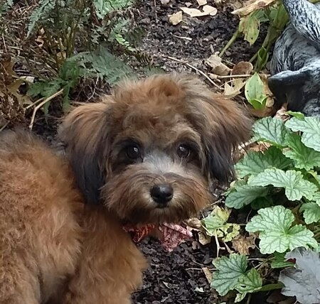 Entry image for Teddy . Clicking this image will show a larger photo