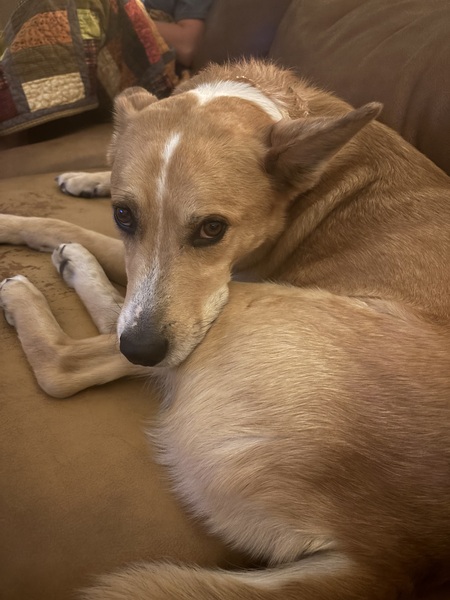 Entry image for Levi. Clicking this image will show a larger photo