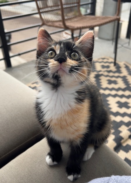 Entry image for Eevee . Clicking this image will show a larger photo