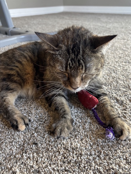 Entry image for Alice. Clicking this image will show a larger photo