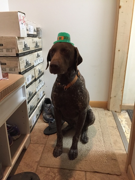 Entry image for Gus. Clicking this image will show a larger photo