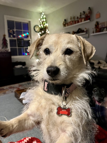 Entry image for Macy. Clicking this image will show a larger photo