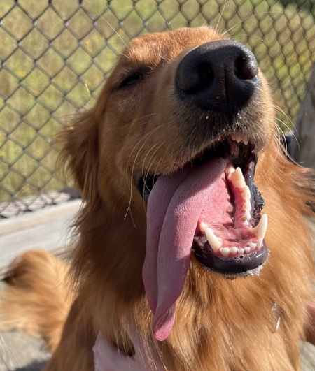 Entry image for Cedar. Clicking this image will show a larger photo