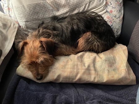 Entry image for Willow . Clicking this image will show a larger photo