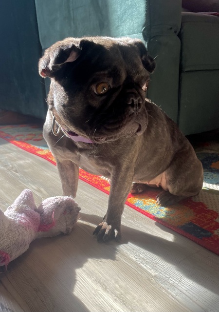 Entry image for Luna . Clicking this image will show a larger photo