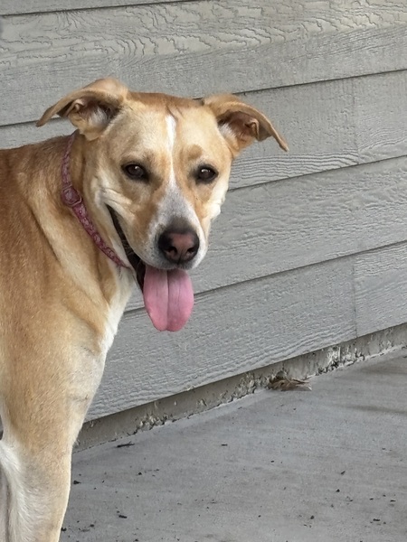 Entry image for Callie. Clicking this image will show a larger photo