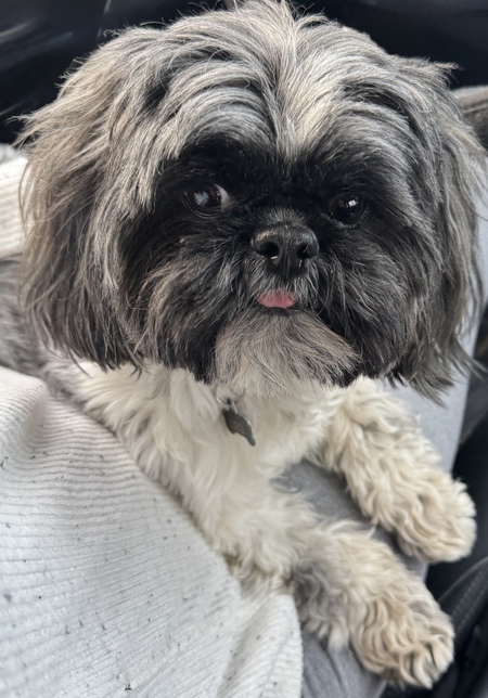 Entry image for Leo. Clicking this image will show a larger photo