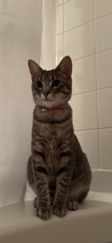 Entry image for Eloise . Clicking this image will show a larger photo