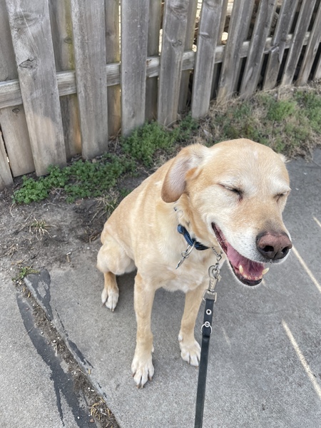 Entry image for Stanley Joseph Dural Jr Buckwheat Zydeco Thompson . Clicking this image will show a larger photo