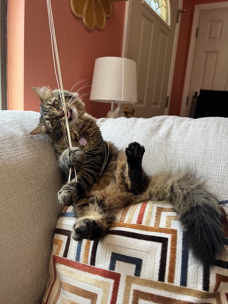 Entry image for Phoebe Buffay. Clicking this image will show a larger photo