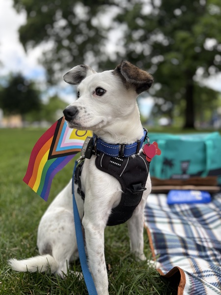 Entry image for Murphy. Clicking this image will show a larger photo