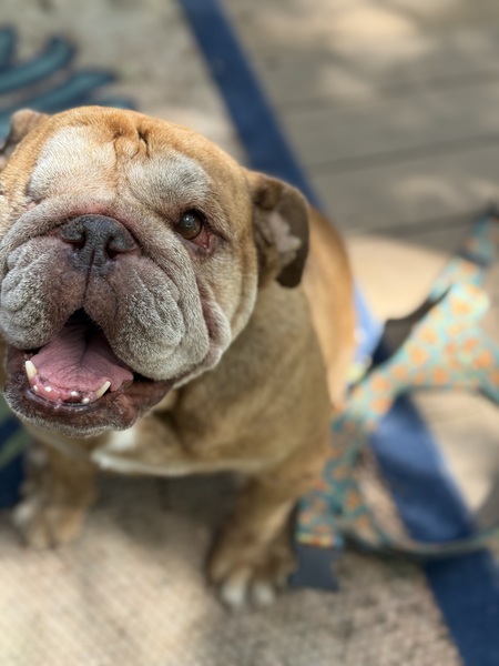 Entry image for Potato . Clicking this image will show a larger photo