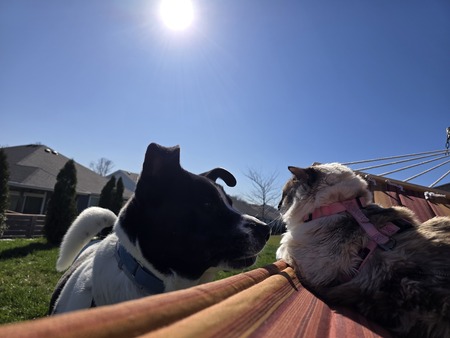 Entry image for Teddy & Luna. Clicking this image will show a larger photo