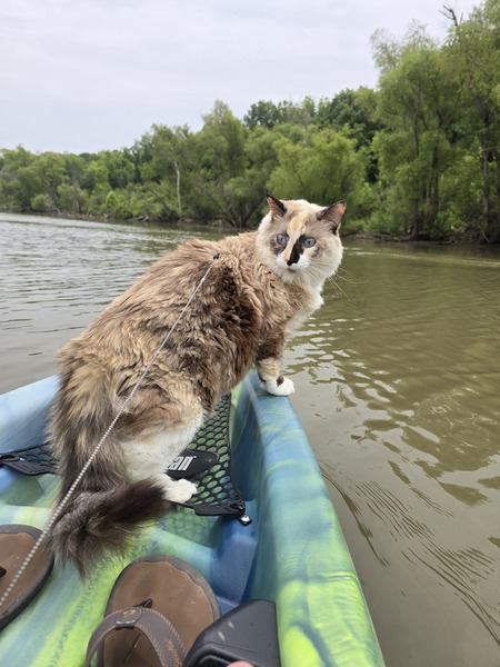 Entry image for Luna. Clicking this image will show a larger photo