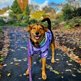 Entry image for Tootsie