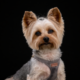 Entry image for Bentley
