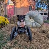 Entry image for Austin