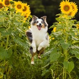 Entry image for Taco