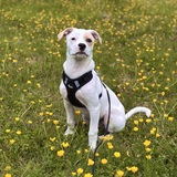 Entry image for Sunny