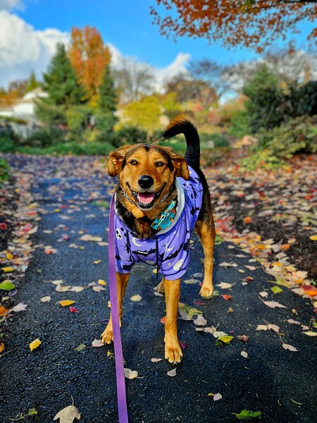 Entry image for Tootsie. Clicking this image will show a larger photo