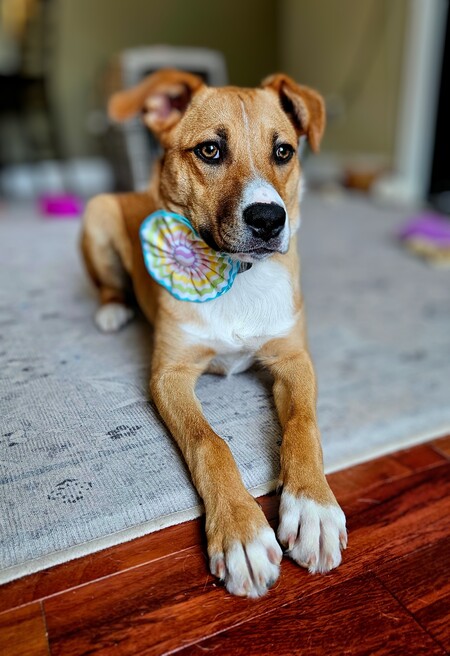 Entry image for Hazel. Clicking this image will show a larger photo