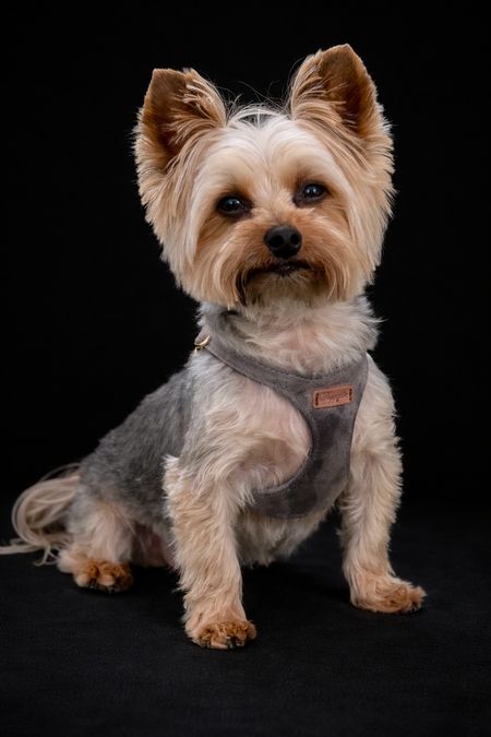 Entry image for Bentley. Clicking this image will show a larger photo